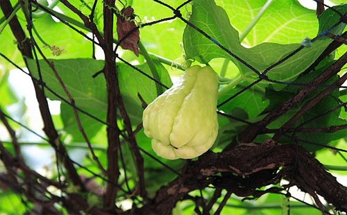 营养价值高且种植难度高的蔬菜,这十种蔬菜千万要注意了