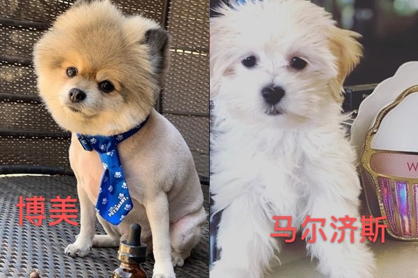 网友爆料女生遭多人虐待,11岁女孩虐待狗狗事件介绍