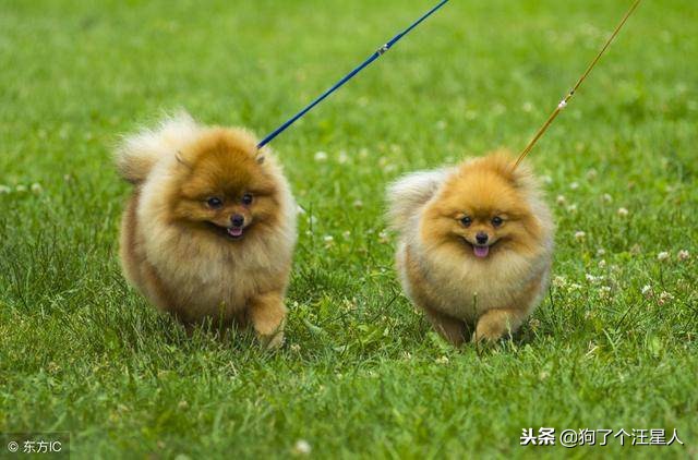 新手怎么饲养博美犬8大注意事项,养博美的5大禁忌