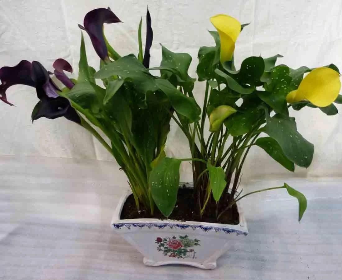 马蹄莲观赏内容,一盆马蹄莲