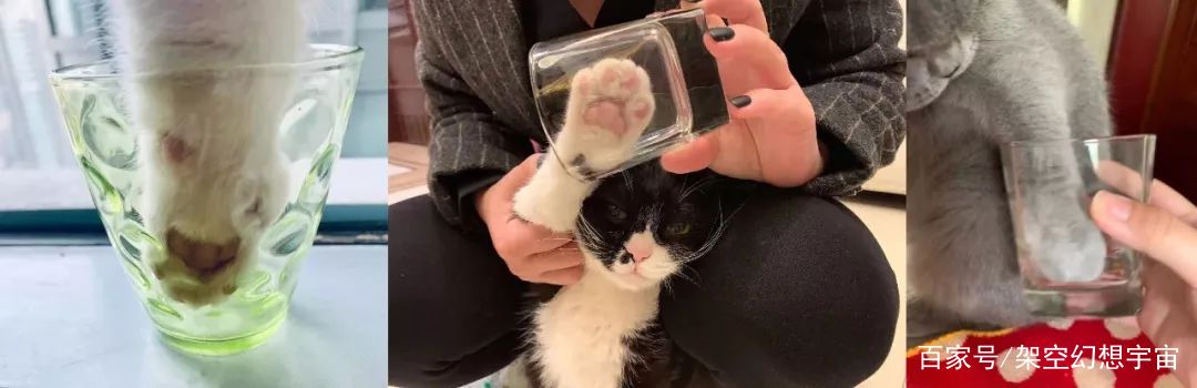 你不知道的猫咪事情,你不知道的猫咪睡姿大揭秘