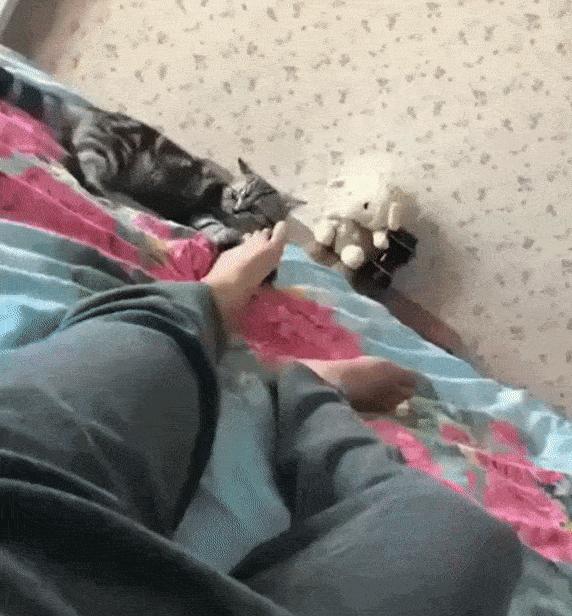 这是一篇有点痒的文章：我们一起来扒扒你家猫和跳蚤的故事