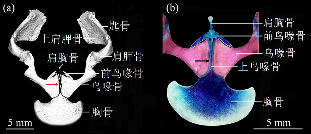 青蛙和癞蛤蟆哪一个更厉害,分不清蟾蜍和青蛙