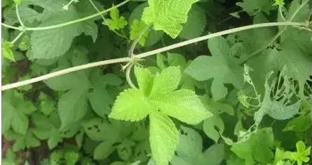 带你们认识这些野生草药,农村随处可见的几种野生中草药