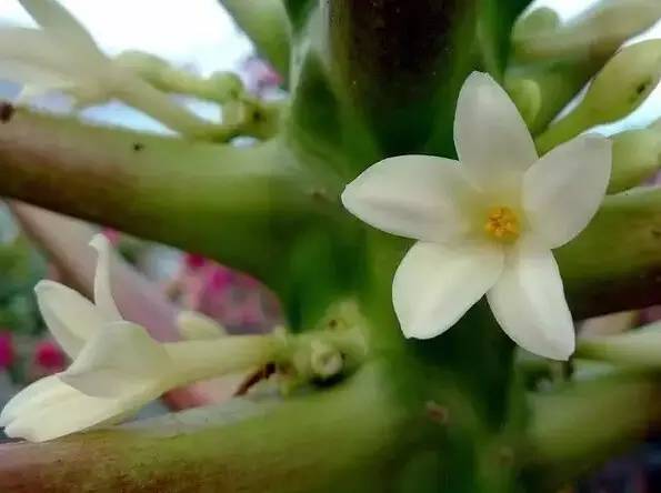 最全的植物辨识方法，辨认植物就靠它