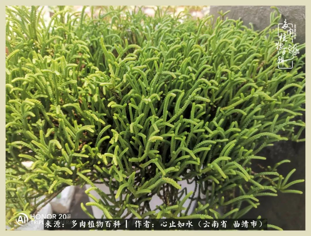 感谢陪伴感恩所有的遇见,让每个人都能感受到多肉的美好