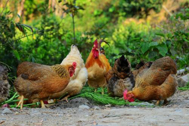 鸡传染性喉气管炎如何防治,鸡传染性喉气管炎用什么药治疗