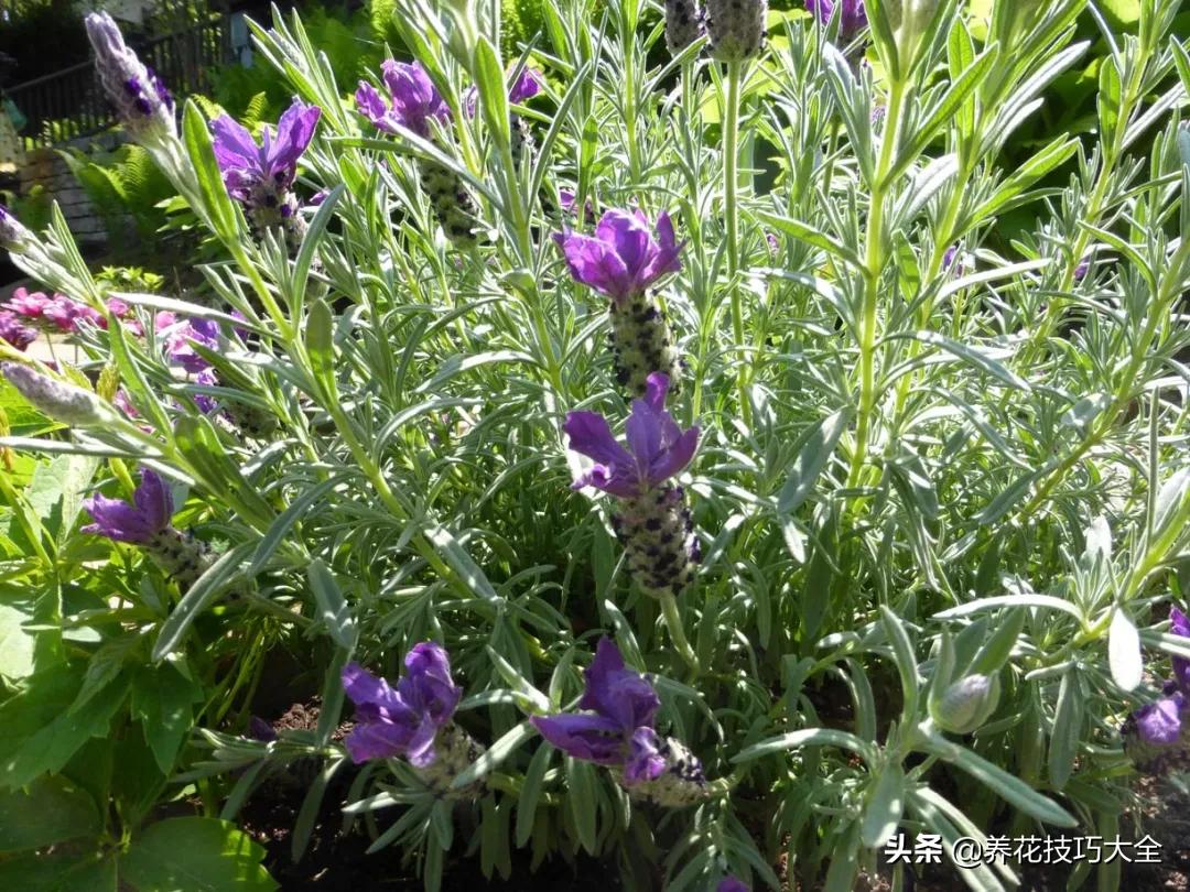 衣草种植养护方法步骤图片,法国衣草怎么养护视频讲解