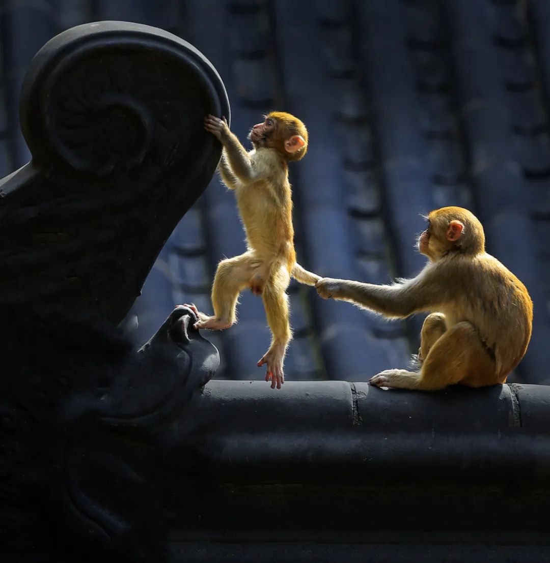 香港第14届全国摄影艺术展,第29届全国摄影艺术展览获奖名单