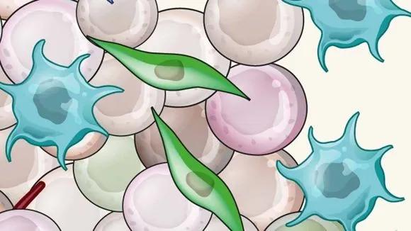 压力是怎么影响人的免疫力,压力大为什么会升温