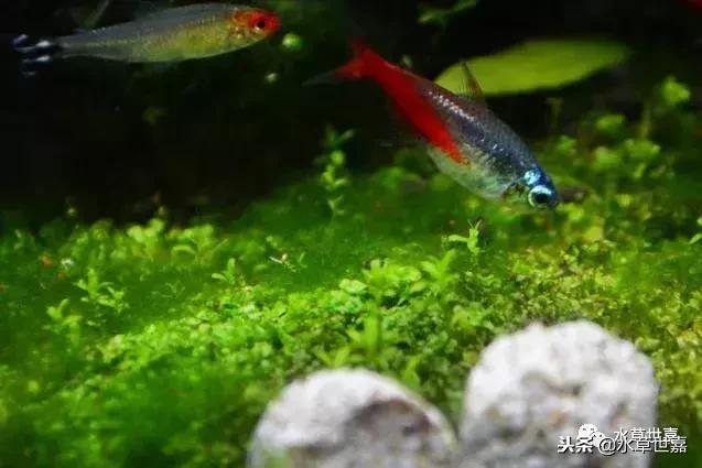 草缸常见10种藻类的解决方法,草缸藻类生物防治方法