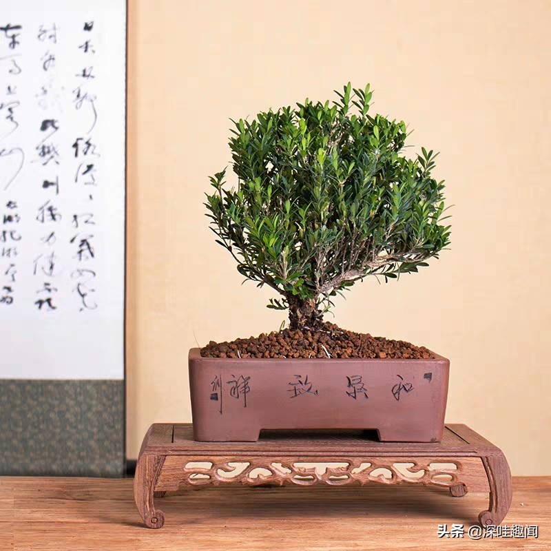 雀舌黄杨黄叶枯叶病用什么药,黄杨盆景黄叶原因如何解决