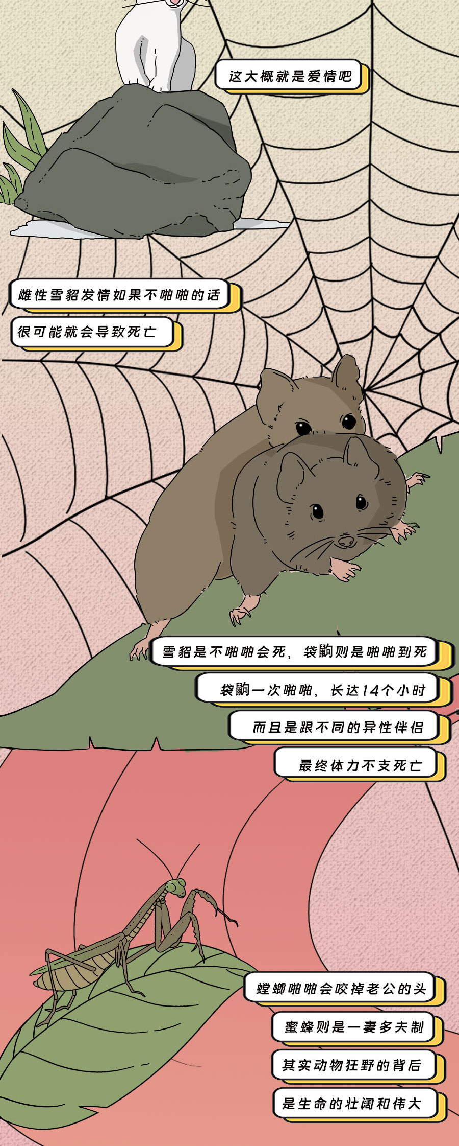 那些羞羞的事：动物是如何啪啪啪的？