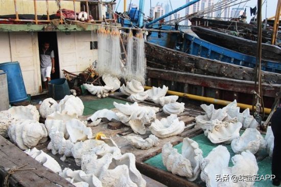 贝壳手工珠宝首饰,贝壳珠宝有哪些