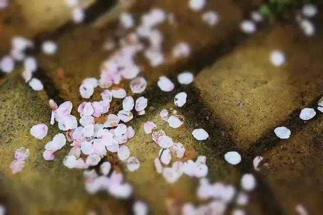 南京的春天,南京的春天视频