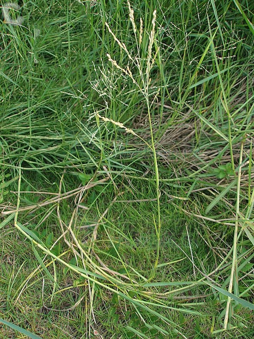 铺地黍草,铺地黍对治疗高血压有效吗