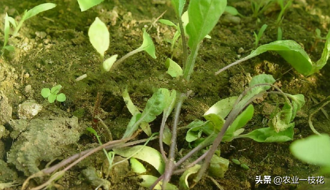 小番茄猝倒病,番茄得猝倒病怎么办