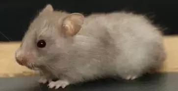 仓鼠的种类习性详细介绍,仓鼠有哪些亚种种类