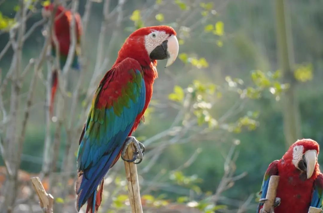 金牛湖野生动物王国过年去怎么样,金牛湖野生动物王国游玩时间