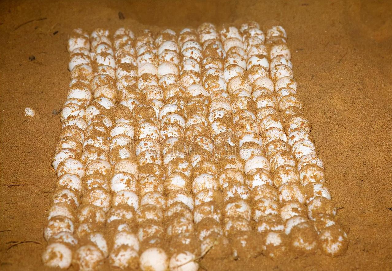 浙江大爷赚钱副业,浙江稻鳖养殖