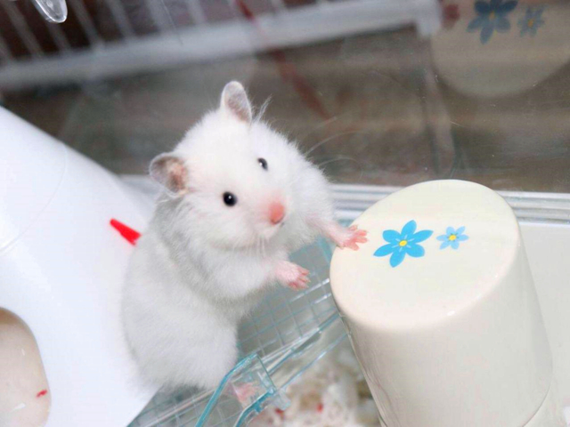 仓鼠饲养方法和注意事项,仓鼠饲养注意事项和饲养方法