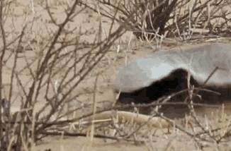 平头哥蜜獾照片,蜜獾平头哥动物科普