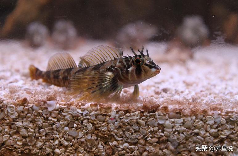 水族观赏鱼圈新势力，这观赏鱼发展潜力巨大，早点在鱼缸养起来