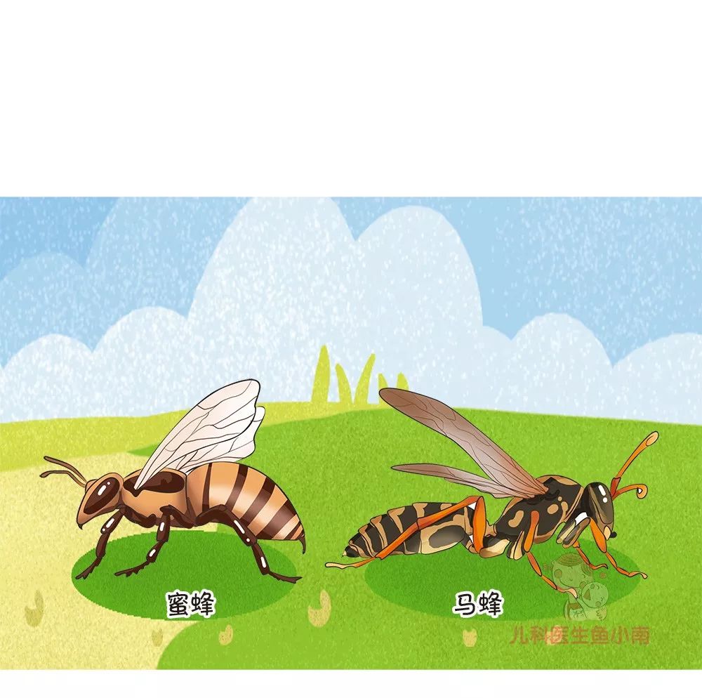 被蜂蜇伤的处理方法是什么,被蜂蛰伤后应该如何处理