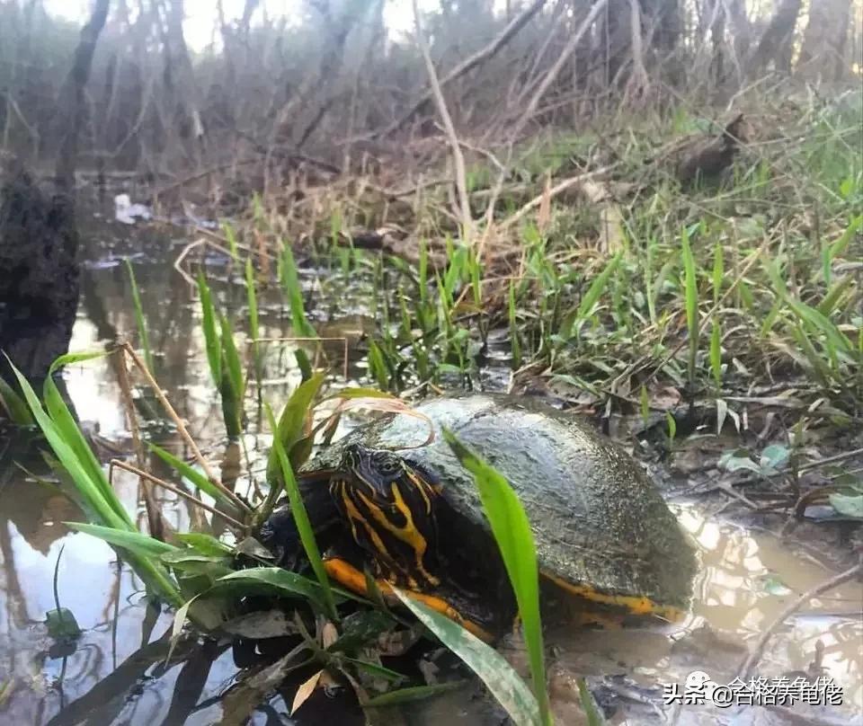 龟溺水死亡表现,龟溺水后实行怎样的抢救措施
