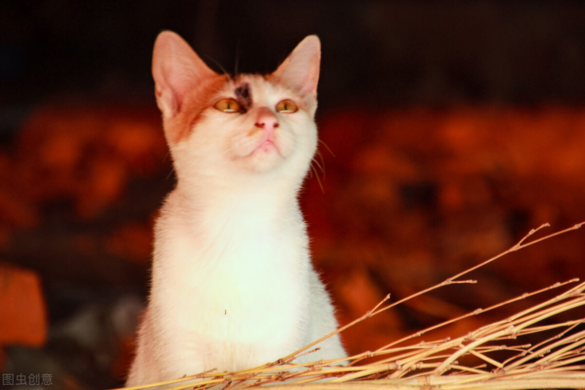 猫咪尿闭在家怎么解决,猫咪尿闭症用啥药效果快