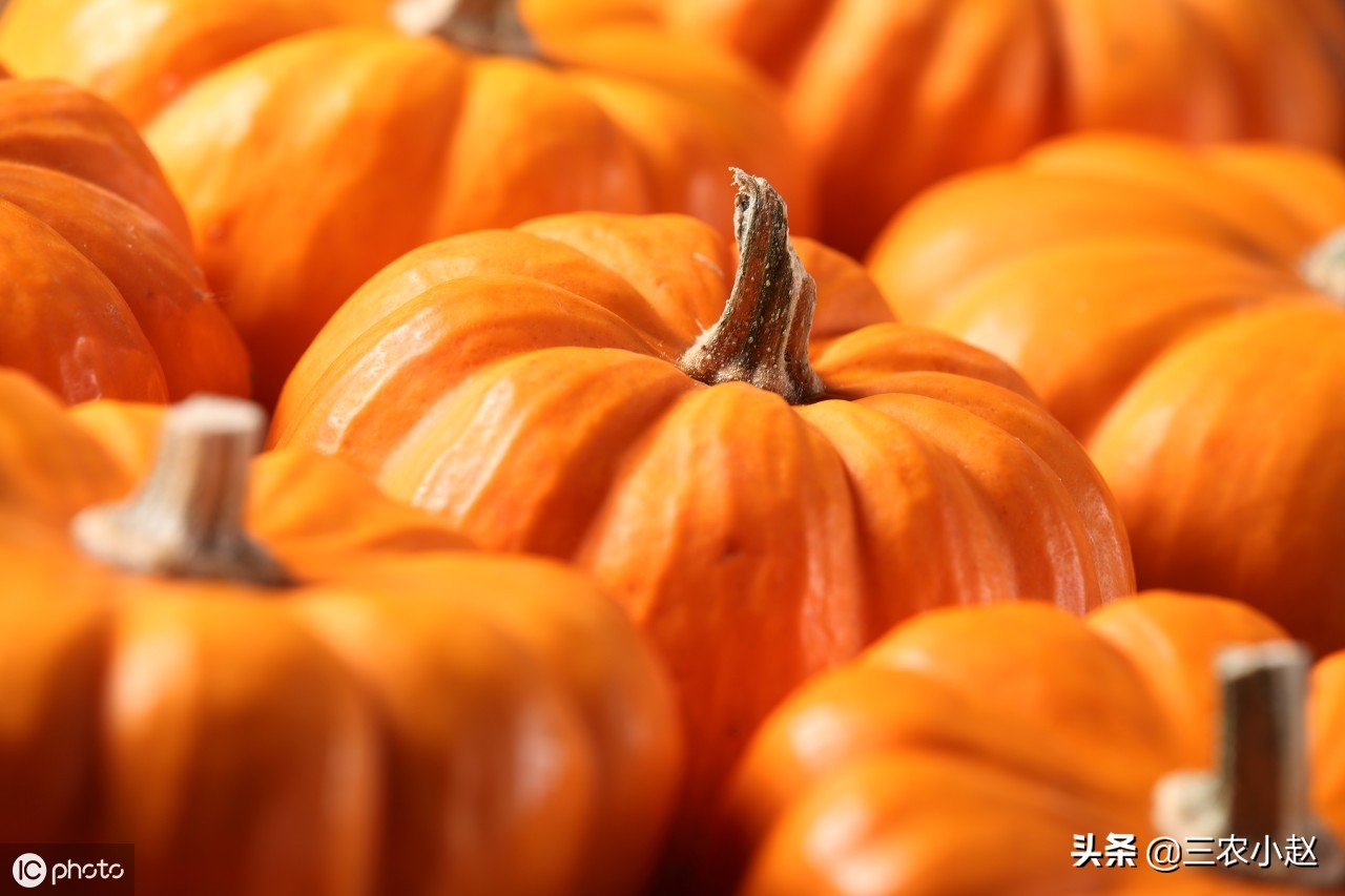 南瓜的详细信息,南瓜简介