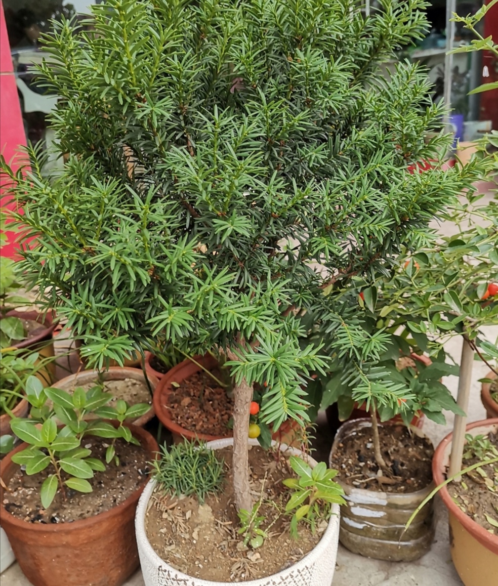 金山银山不如靠自己打下的江山,金山银山不如找个靠山