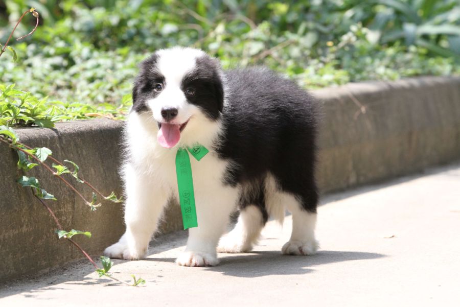 边牧犬的遗传病,边牧犬的先天缺陷