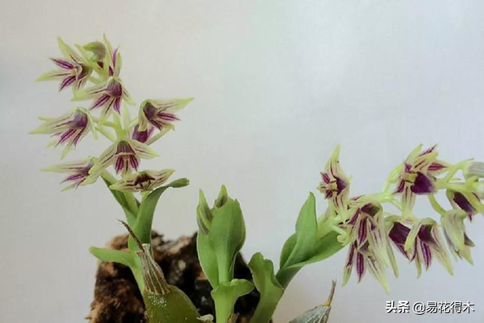 石斛分类小知识,石斛多少种哪一种比较好