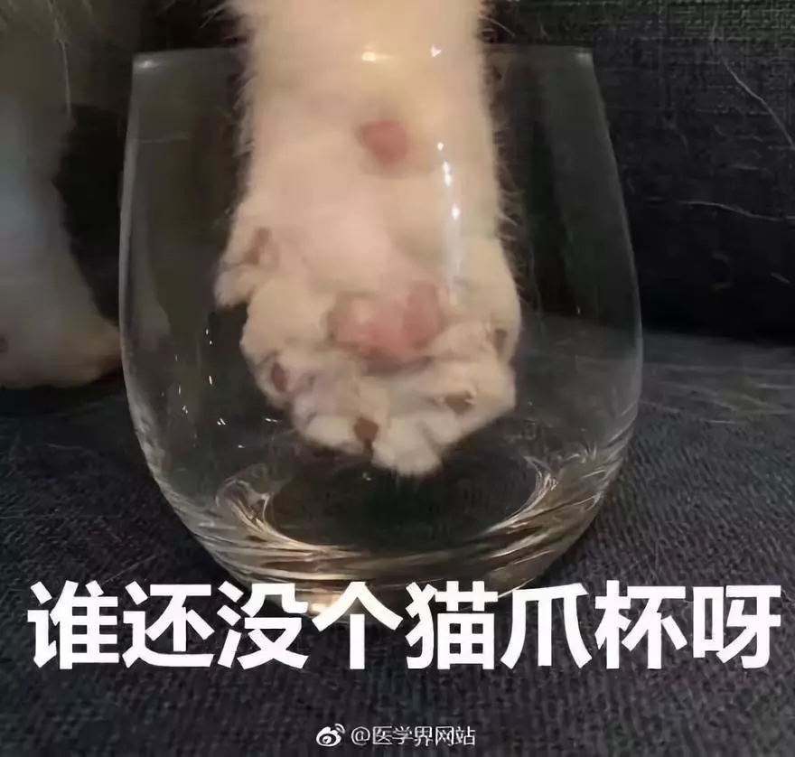 猫爪杯价值299一个,猫爪杯上千块