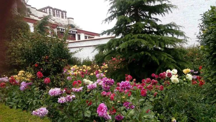 行游随笔,西藏布达拉宫一日游藏医