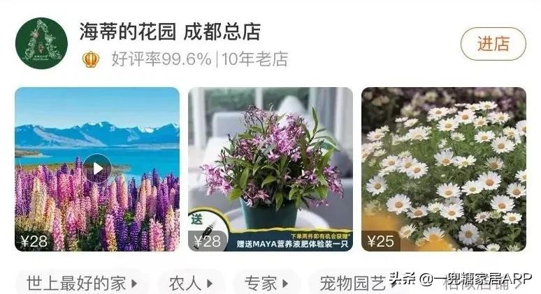 春天花会开|这20家植物淘宝店，植物杀手看了也想买！