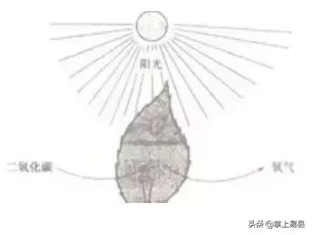 金山银山不如绿水青山植树活动,幼儿园绿水青山就是金山银山