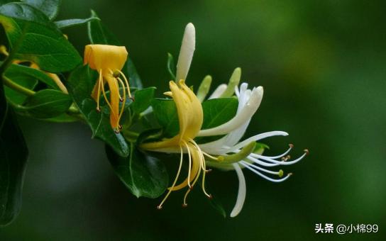 最近有什么种植致富的项目,现在在家种植的有哪些好项目