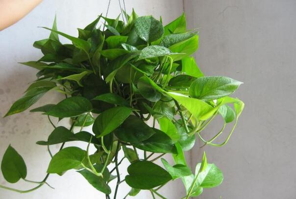 冬天绿萝怎么浇水防烂根,绿萝冬季浇水正确方法