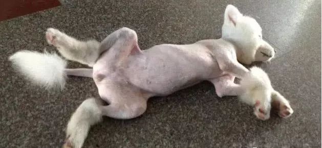 为什么要给狗狗绝育呢,狗狗不绝育有害处吗