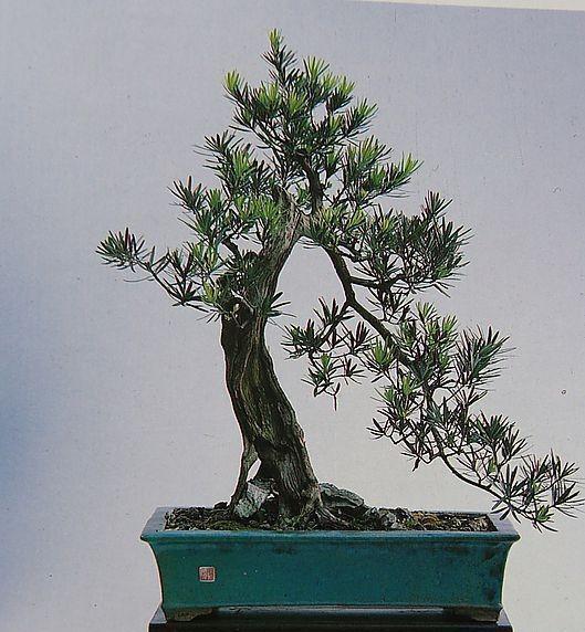 初学者盆景入门基础知识,新手买盆景