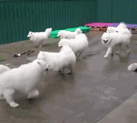 我家狗子被日托所开除了，哈哈哈哈哈笑喷了