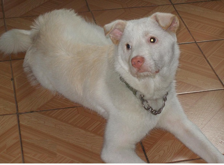 狩猎能力最强的猫,最凶残的下司犬排名