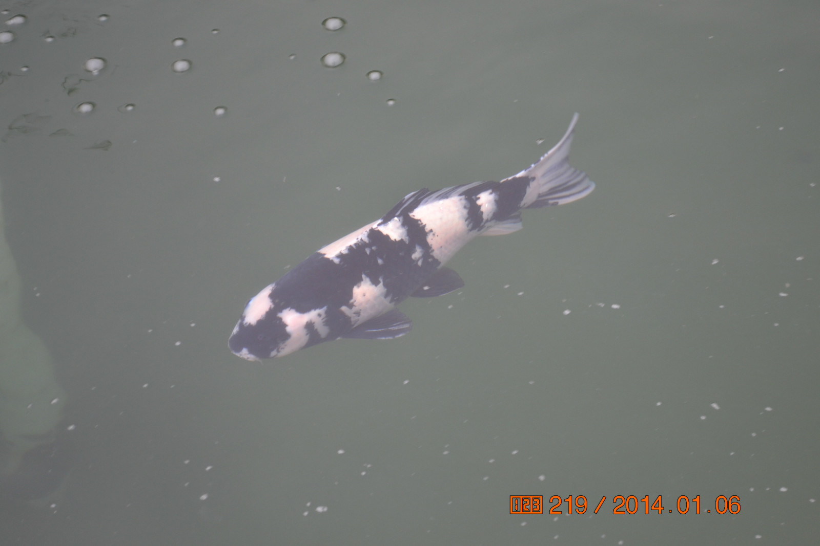 锦鲤池养殖方法图解,锦鲤繁殖全过程纪录片