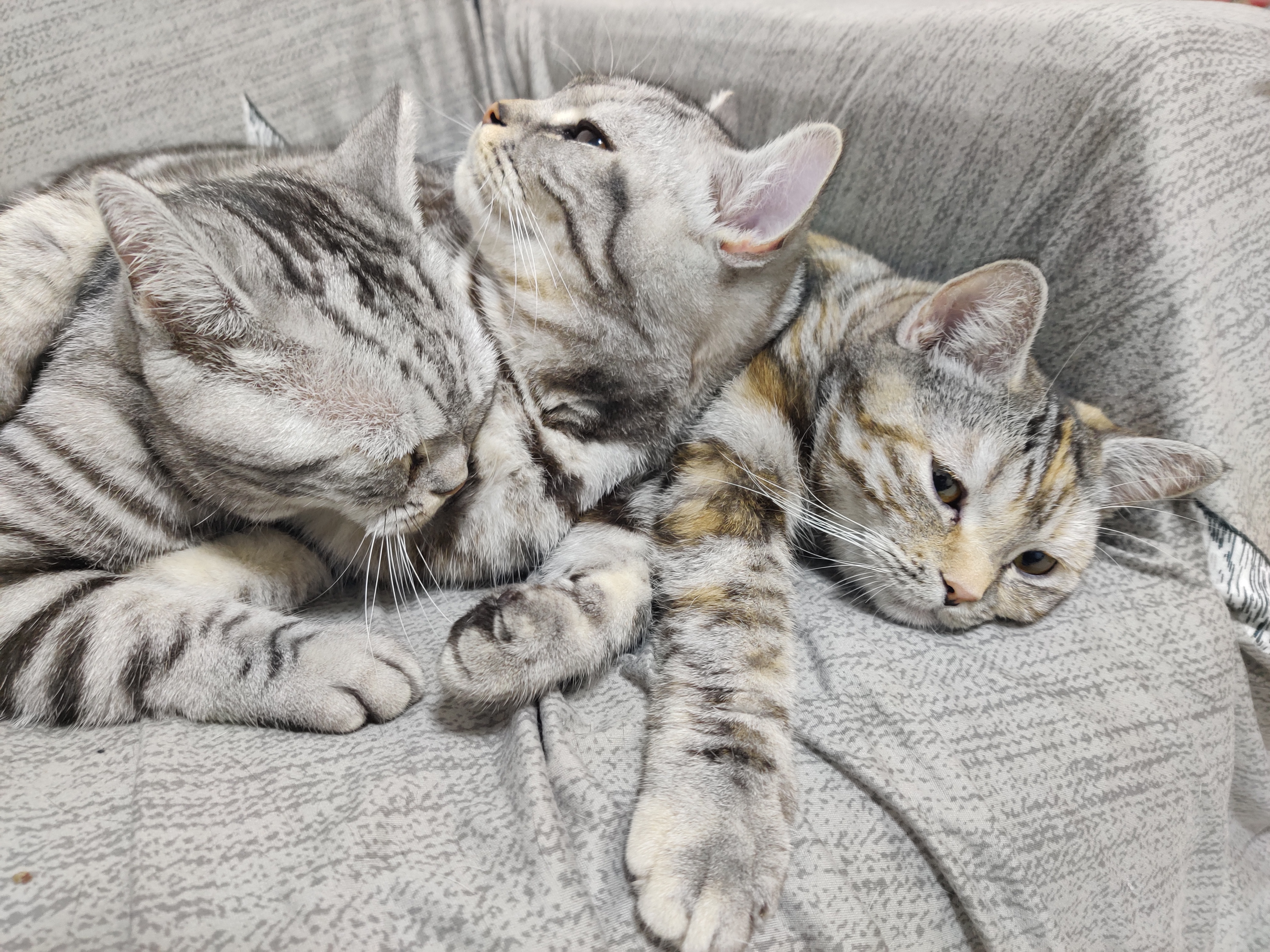 怎么快速走出失去宠物的阴影,如何走出失去爱宠的痛苦