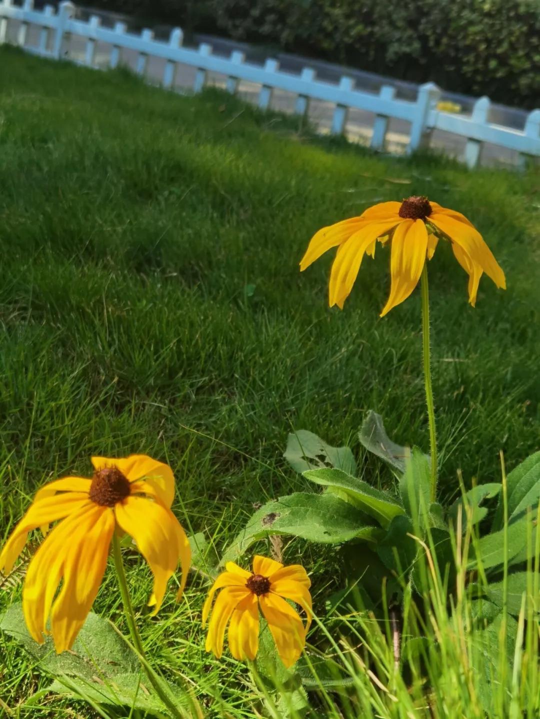 秋天你好吗,秋天你好