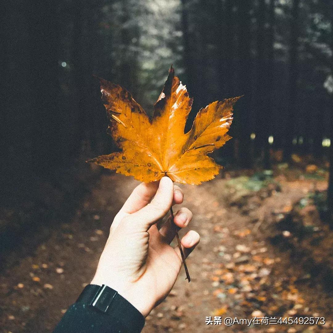 荷兰代购奶粉皇家美素佳儿,amy澳洲代购