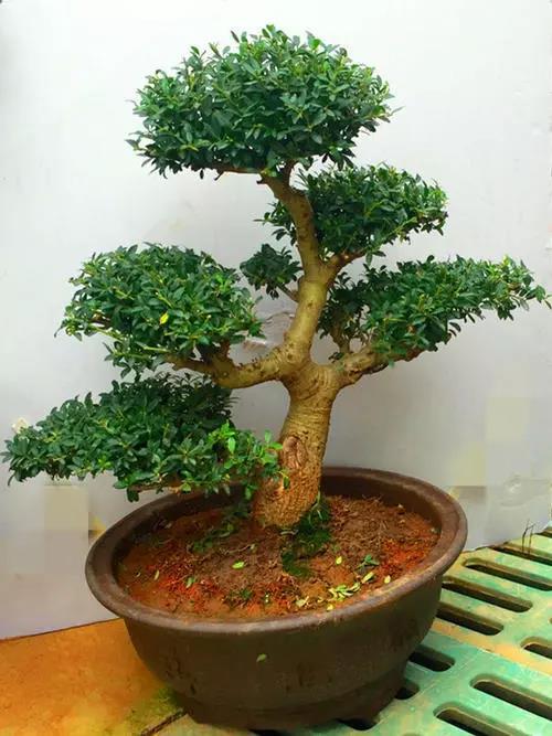 冬青盆景养殖方法,盆栽冬青怎么养活视频教程