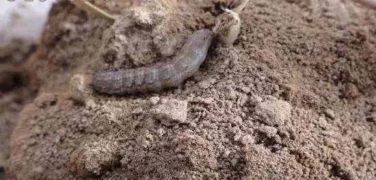 虫害快速灭除,如何无公害消灭地下害虫